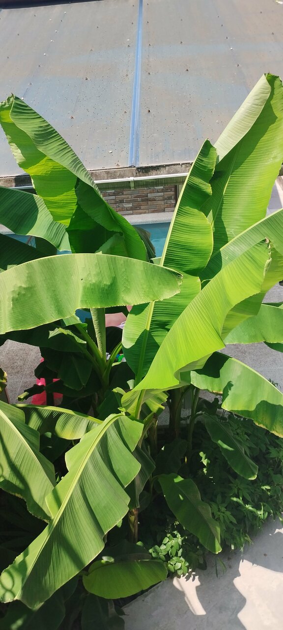 Гостиница Ношен Лазаревское-158