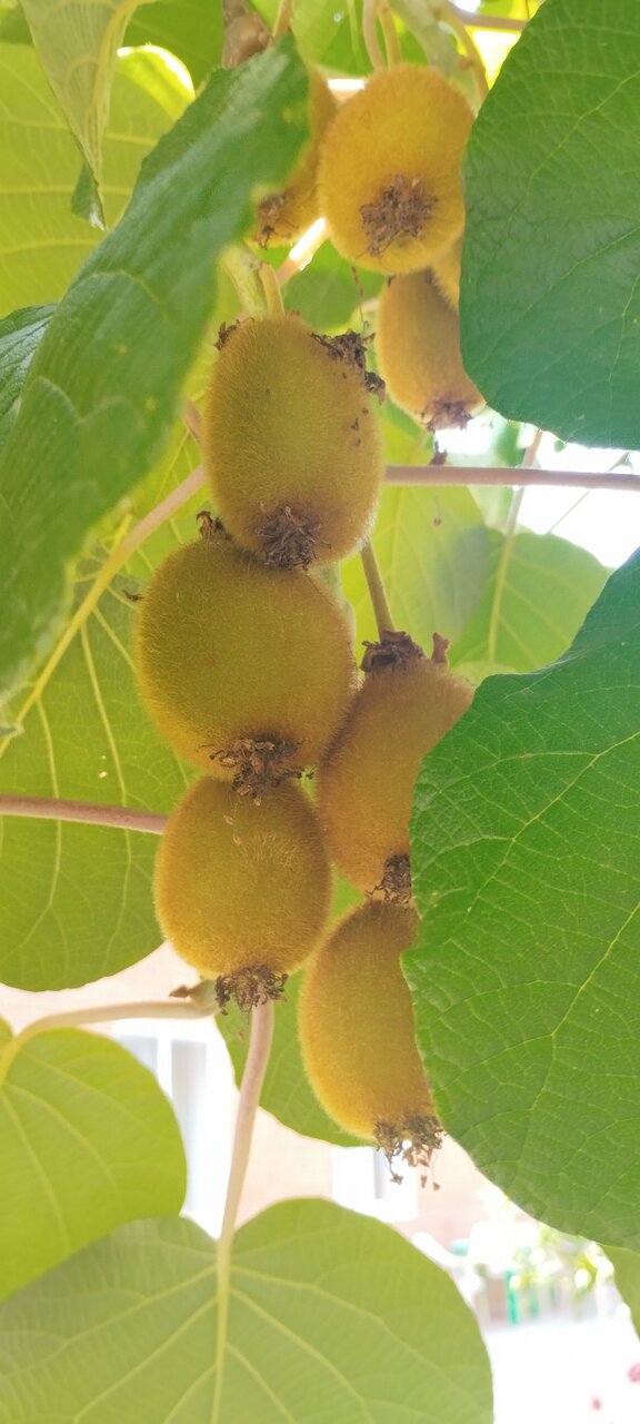 Гостиница Ношен Лазаревское-161