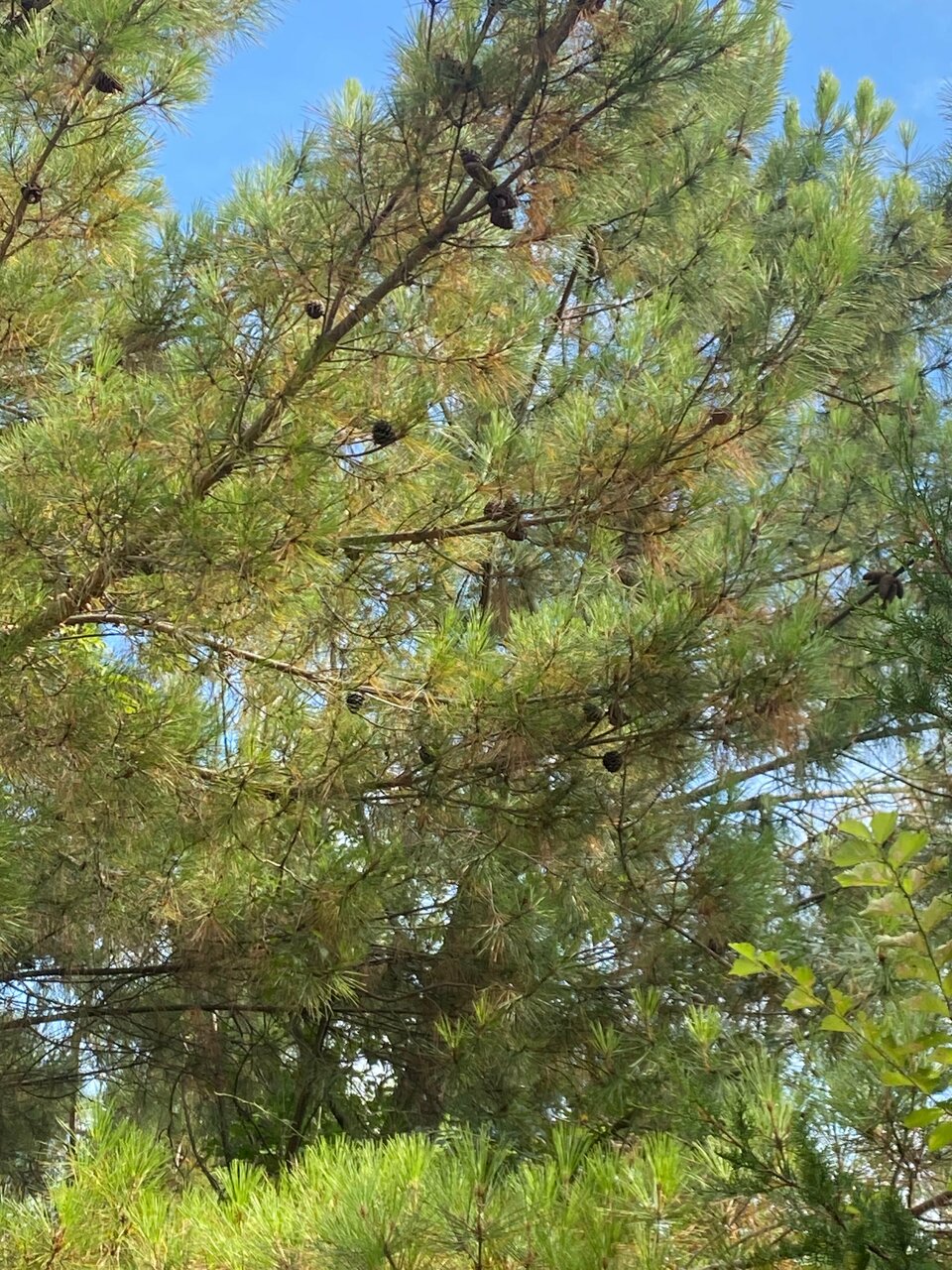 Гостиница Ношен Лазаревское-150