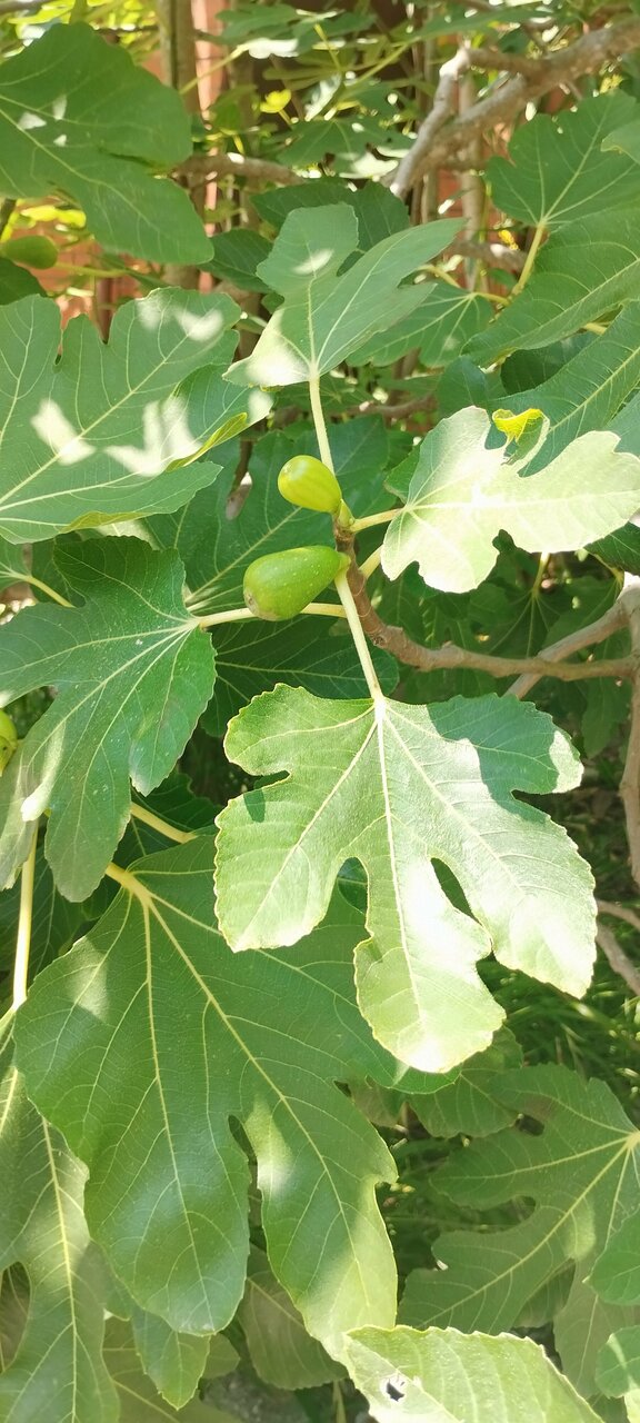 Гостиница Ношен Лазаревское-184