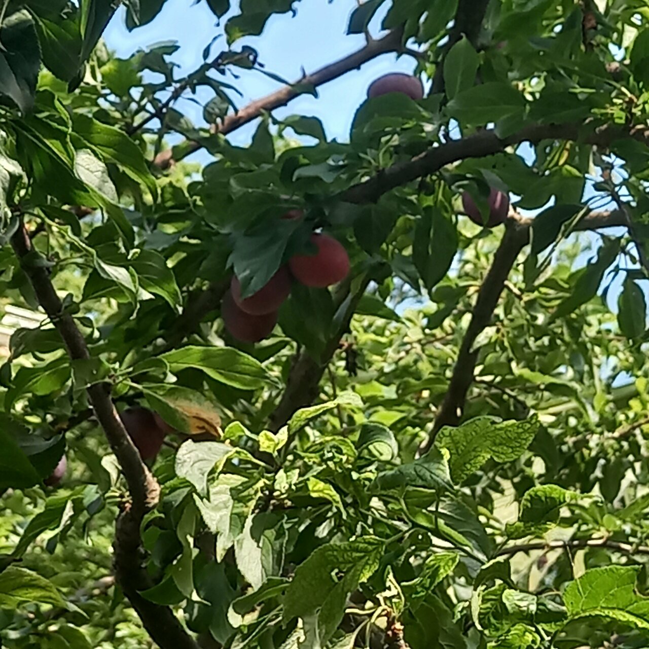 Гостиница Ношен Лазаревское-174