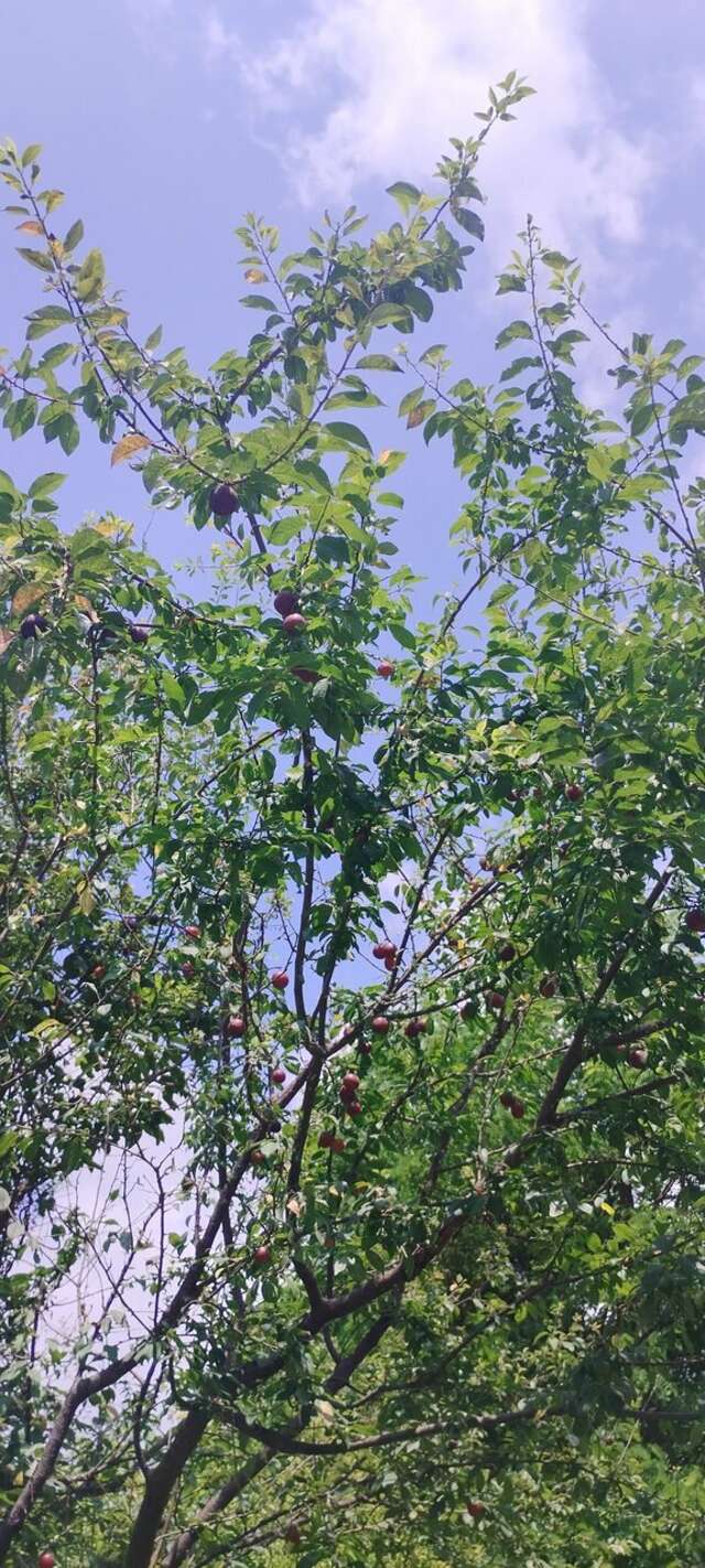 Гостиница Ношен Лазаревское-196