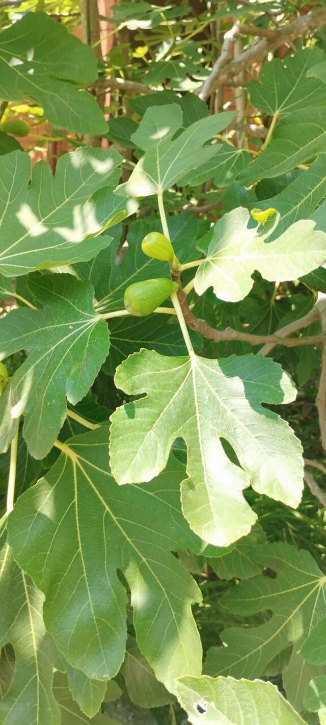 Гостиница Ношен Лазаревское-183