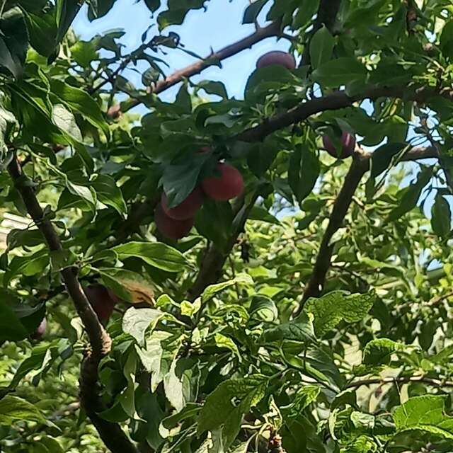 Гостиница Ношен Лазаревское-173